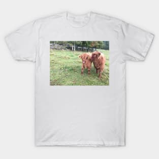 Scottish Highland Cattle Calves 1538 T-Shirt